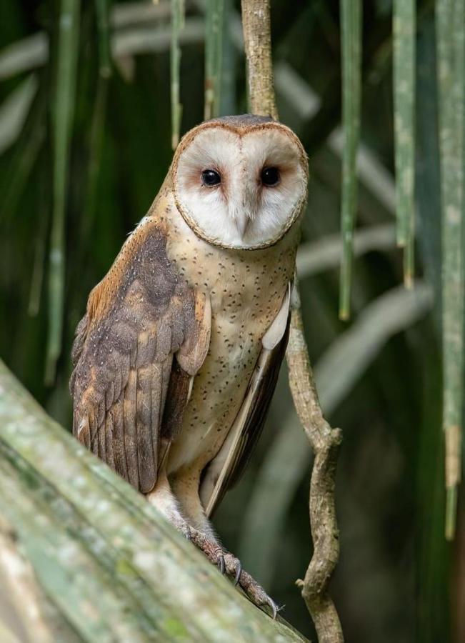 פוארטו מלדונדו Green Diamond Amazon Lodge מראה חיצוני תמונה